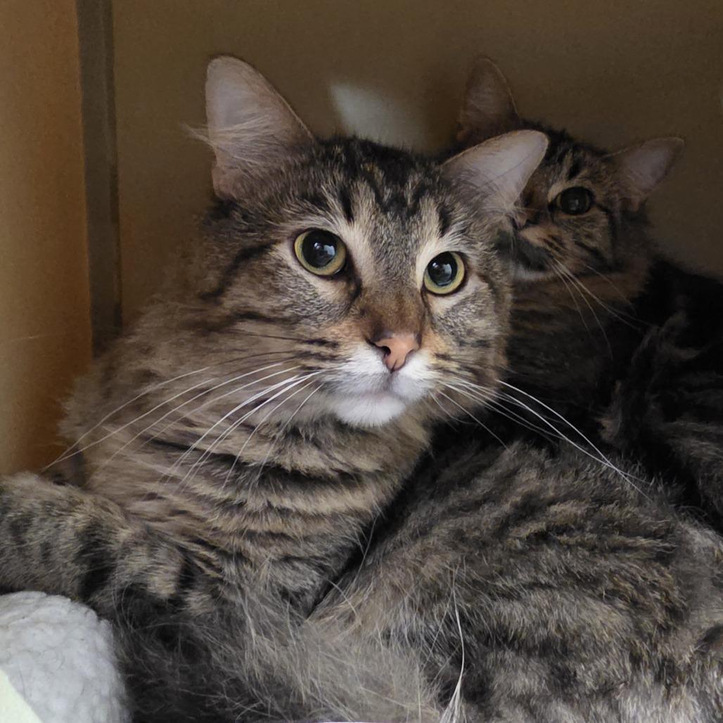 Enlarge Sawyer, a Adoptable Domestic Medium Hair in Oshkosh, WI image 1/2
