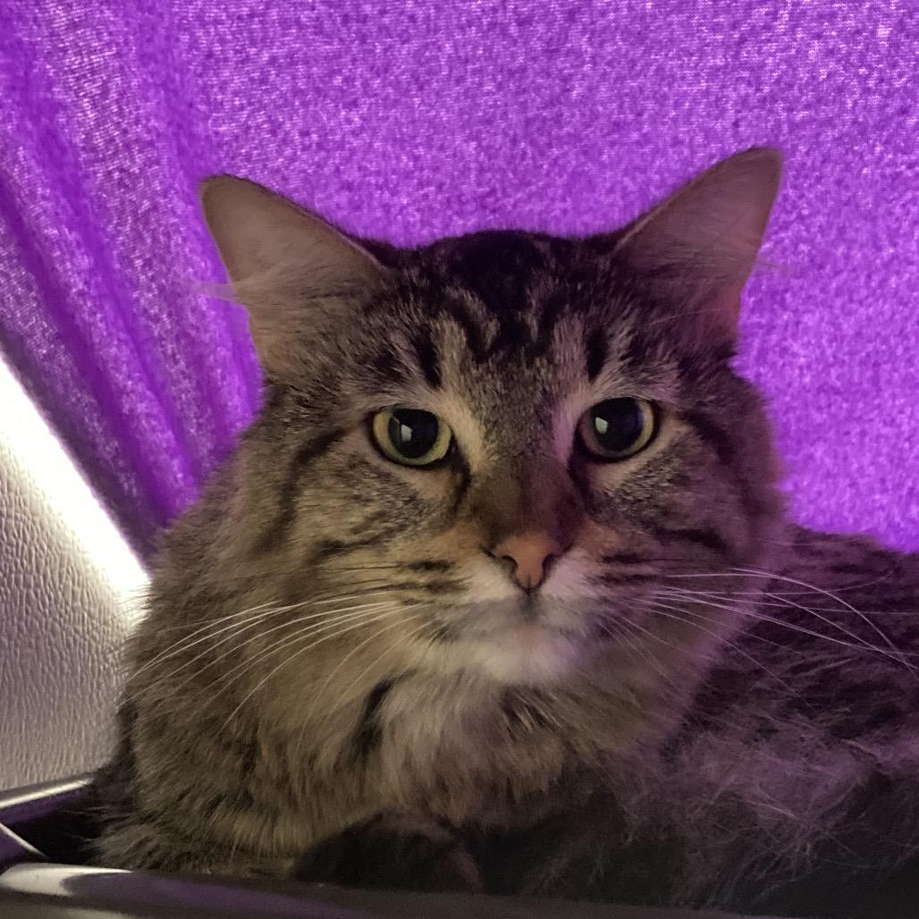 Enlarge Sawyer, a Adoptable Domestic Medium Hair in Oshkosh, WI image 2/2