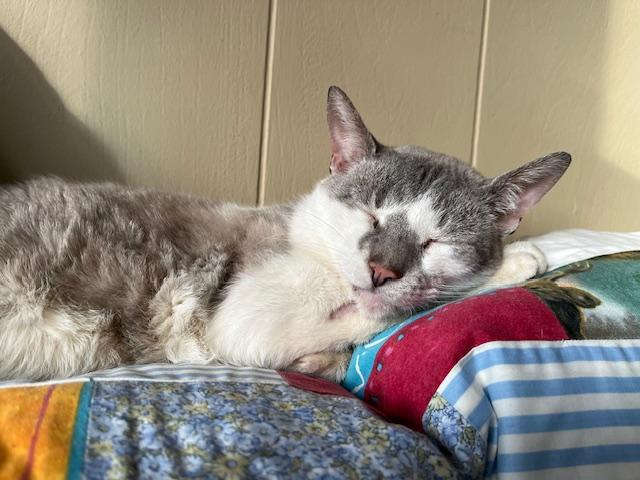 Enlarge BUTTONS, a Adoptable Domestic Short Hair in Philadelphia, PA image 3/5