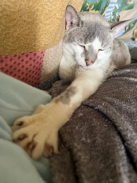 Enlarge BUTTONS, a Adoptable Domestic Short Hair in Philadelphia, PA image 4/5