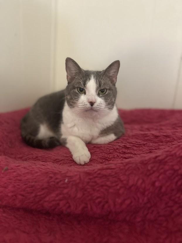 Enlarge Buttons, a ADOPTABLE mixed breed in Cape May, NJ image 1/1