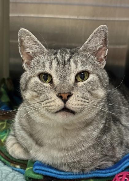 Enlarge McGonagall 53455, a Adoptable Domestic Short Hair in Aiken, SC image 1/3