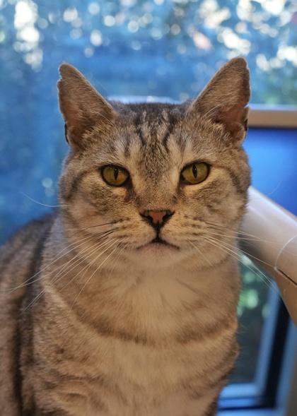 Enlarge McGonagall 53455, a Adoptable Domestic Short Hair in Aiken, SC image 2/3