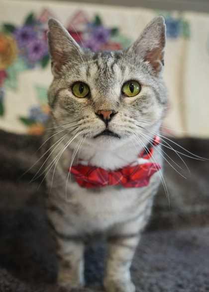 Enlarge McGonagall 53455, a Adoptable Domestic Short Hair in Aiken, SC image 3/3