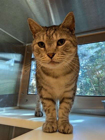 McGonagall 53455, Adoptable, Adult Male Domestic Short Hair & Domestic Short Hair.