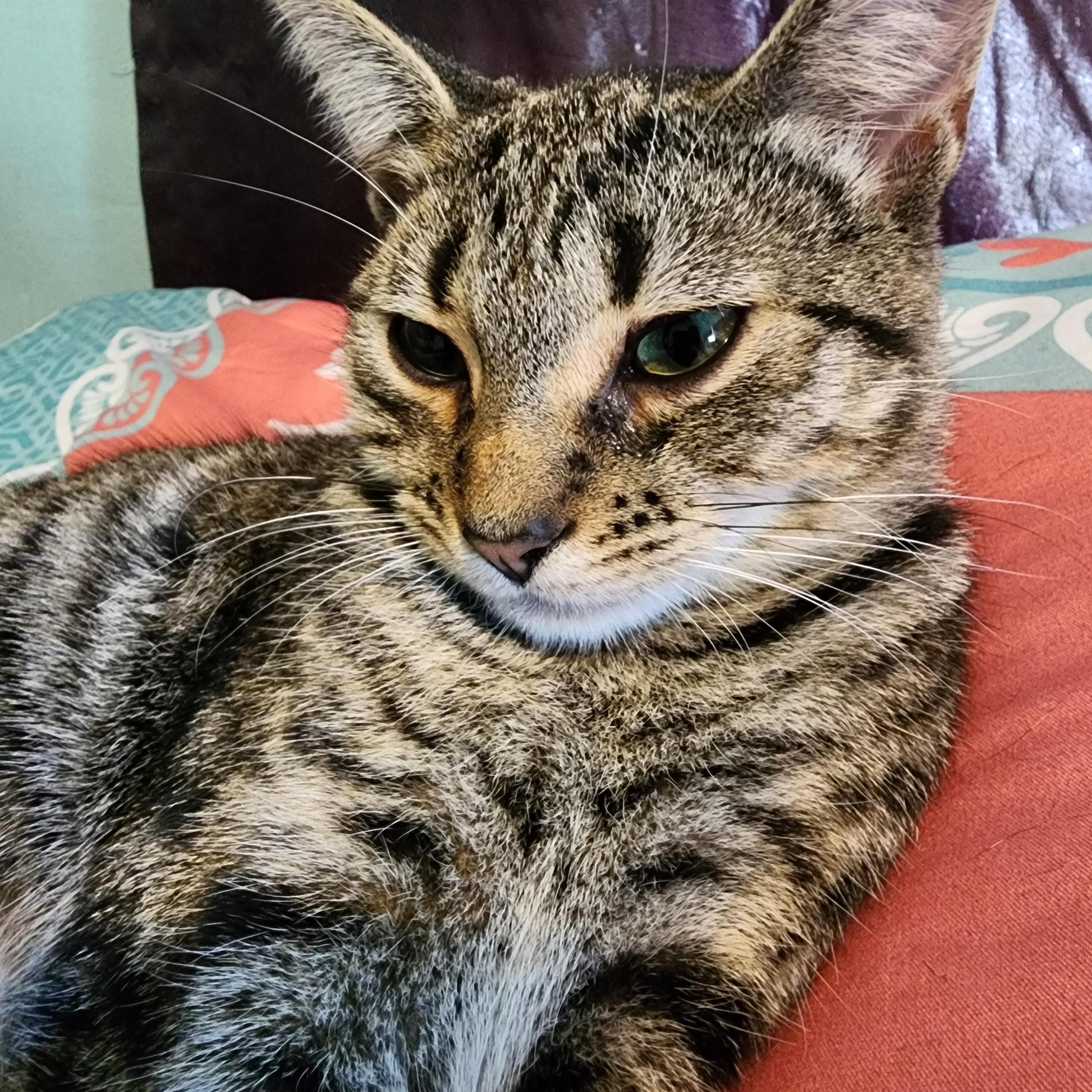Enlarge Nami with Julius Courtesy Post, a Adoptable Tabby in Oberlin, OH image 3/5