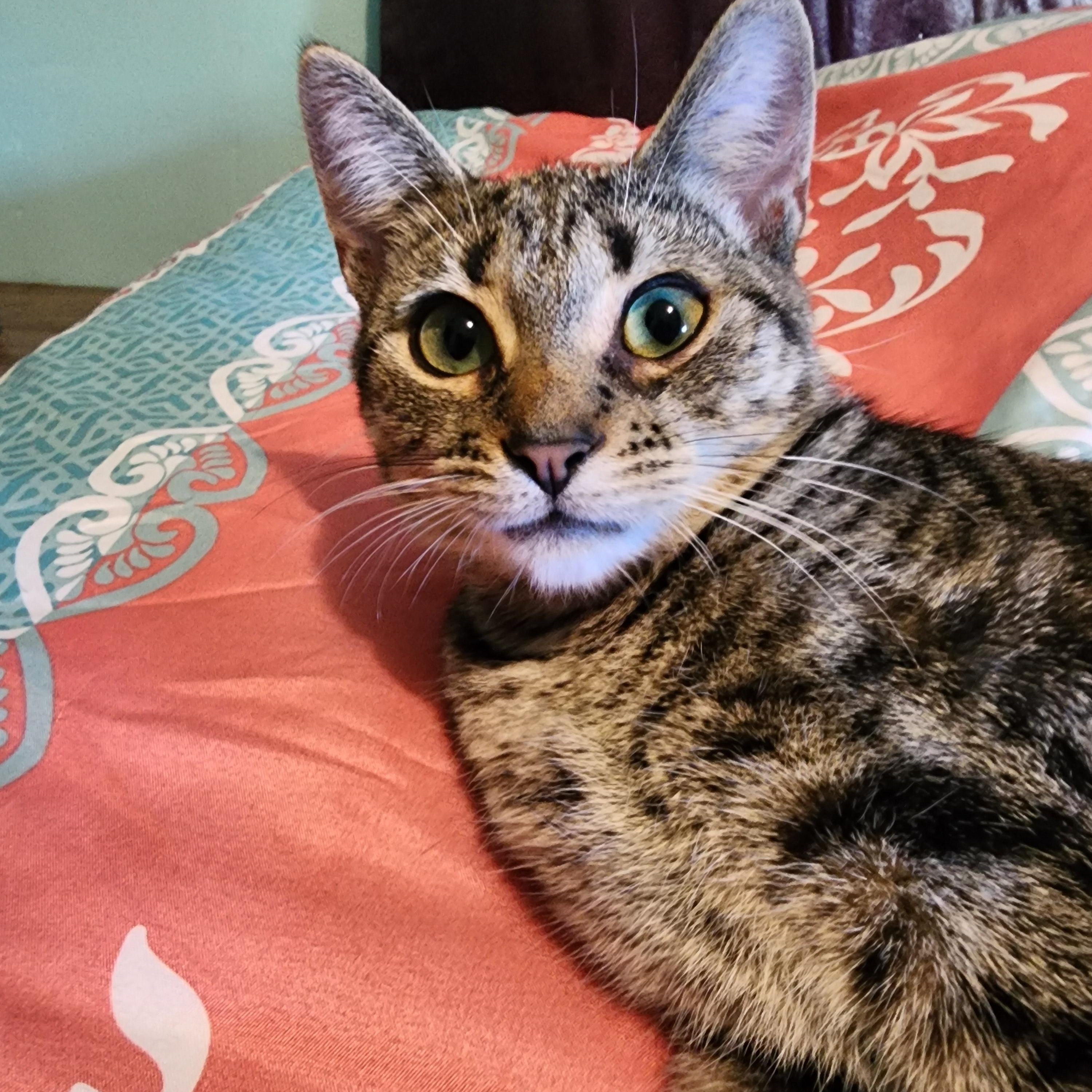 Enlarge Nami with Julius Courtesy Post, a Adoptable Tabby in Oberlin, OH image 1/5