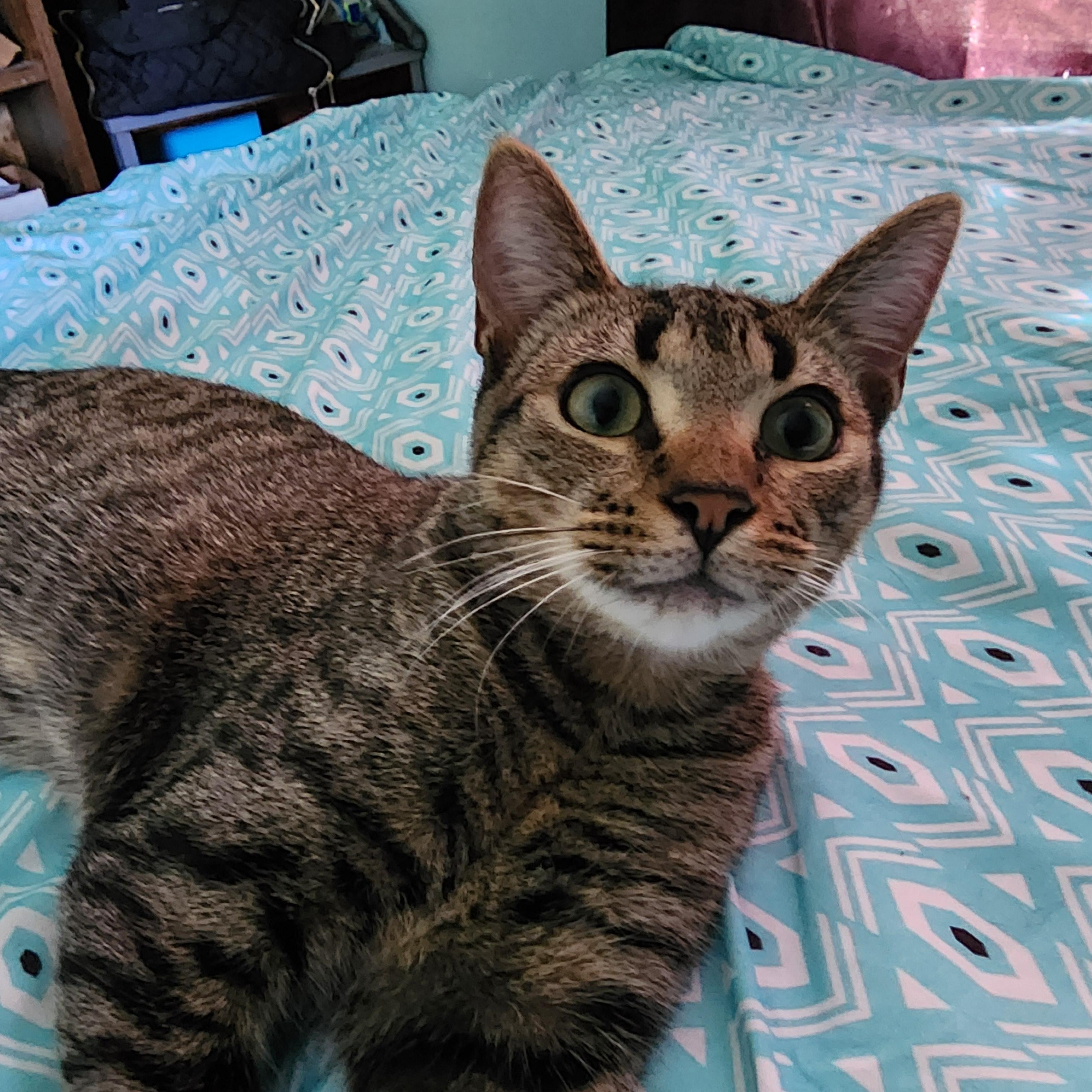 Enlarge Nami with Julius Courtesy Post, a Adoptable Tabby in Oberlin, OH image 2/5