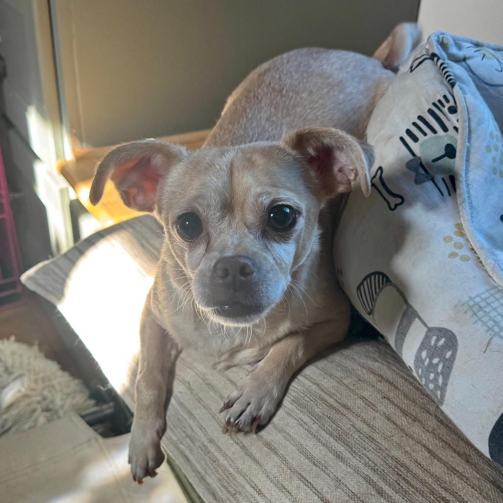 Lorenzo, Adoptable, Adult Male Chihuahua.