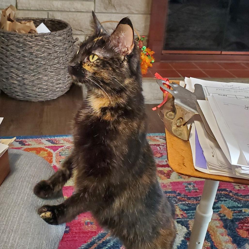 Mary Helen "Pipi", Adoptable, Adult Female Domestic Short Hair.