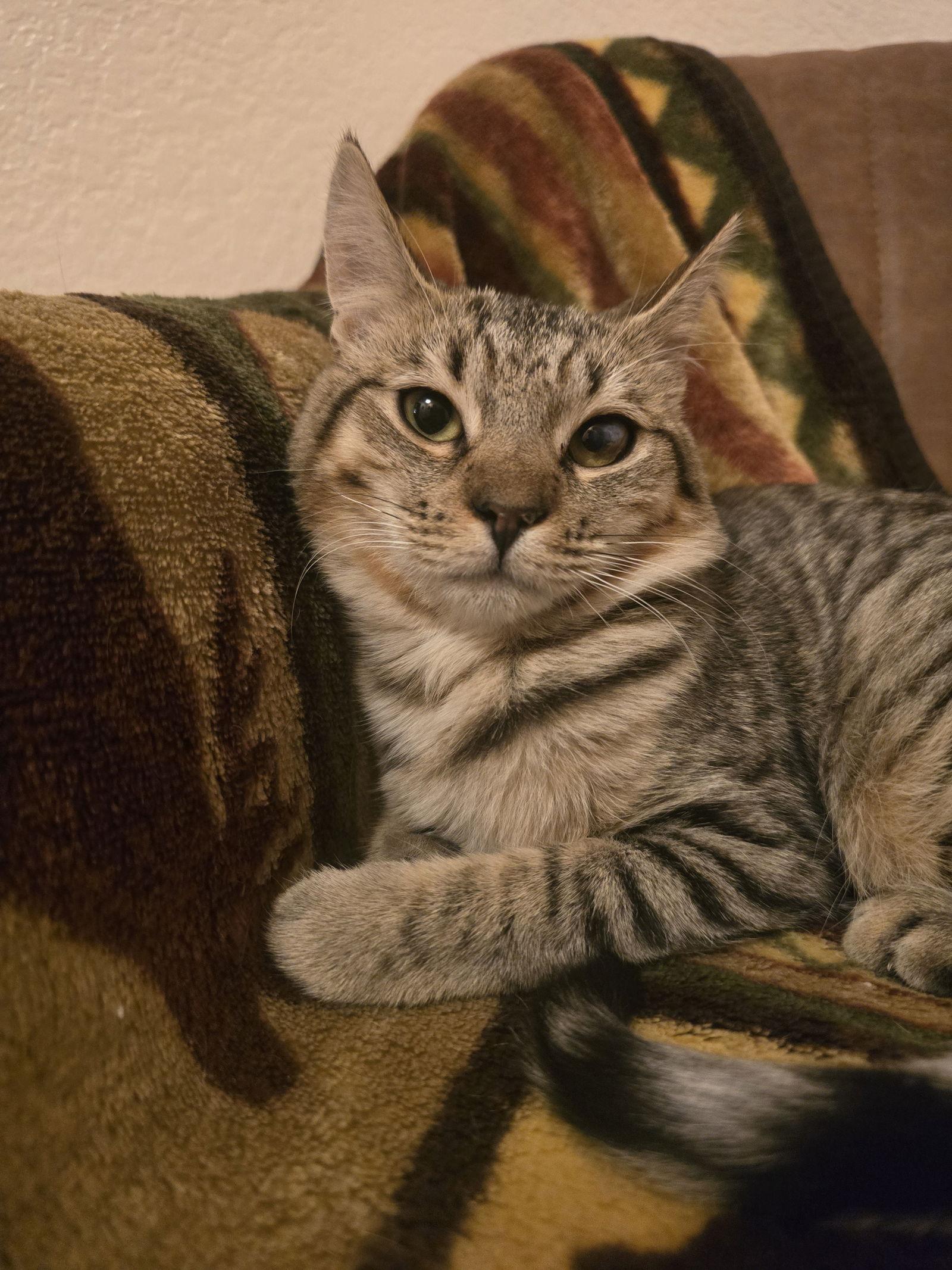 Egg Roll, Adoptable, Young Female Domestic Short Hair.