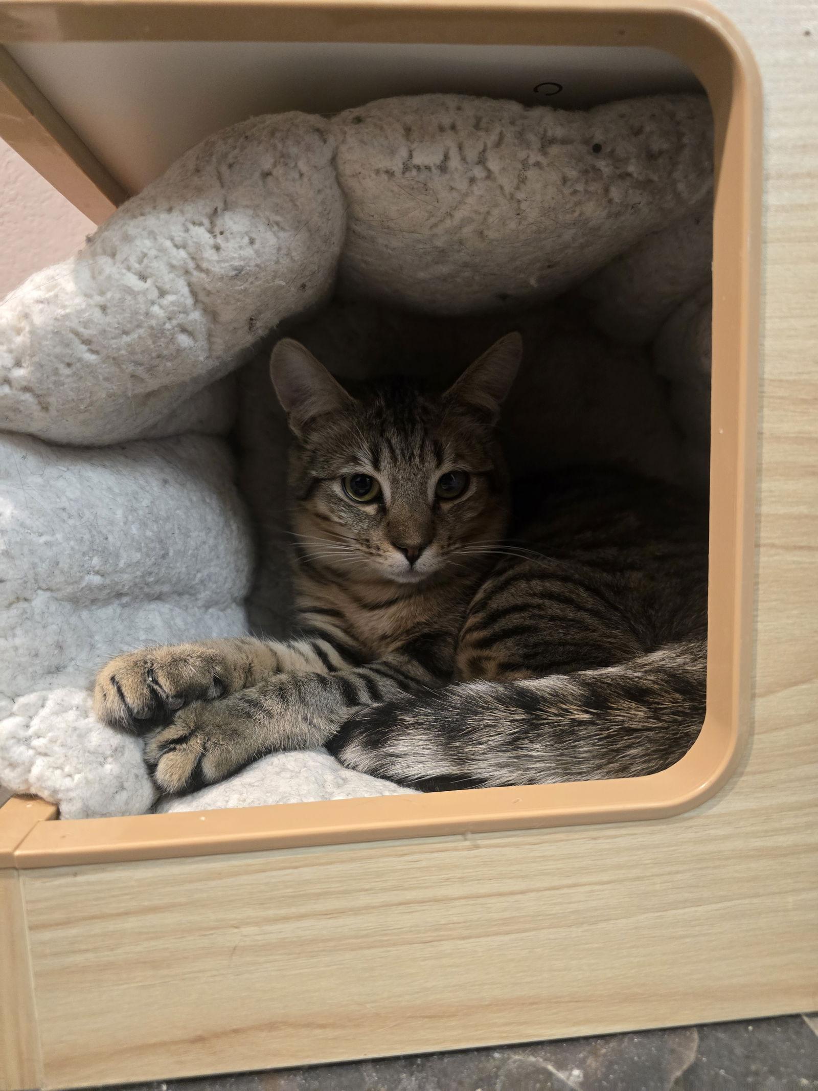 Egg Roll, a Adoptable Domestic Short Hair in Evergreen, CO image 2/3