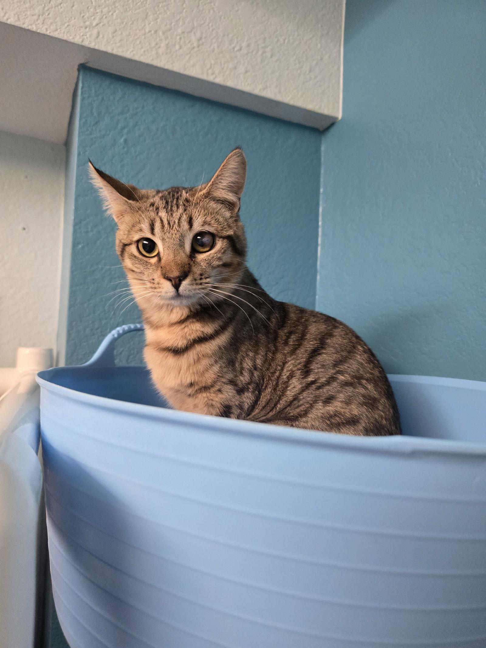 Egg Roll, a Adoptable Domestic Short Hair in Evergreen, CO image 3/3