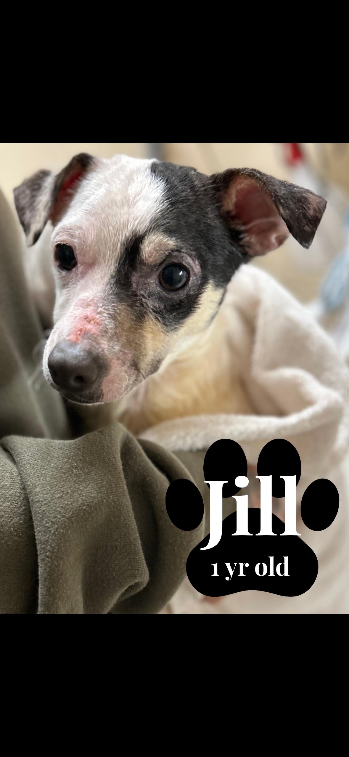 Enlarge Lil & Jill, a Adoptable mixed breed in seaside heights, NJ image 2/3