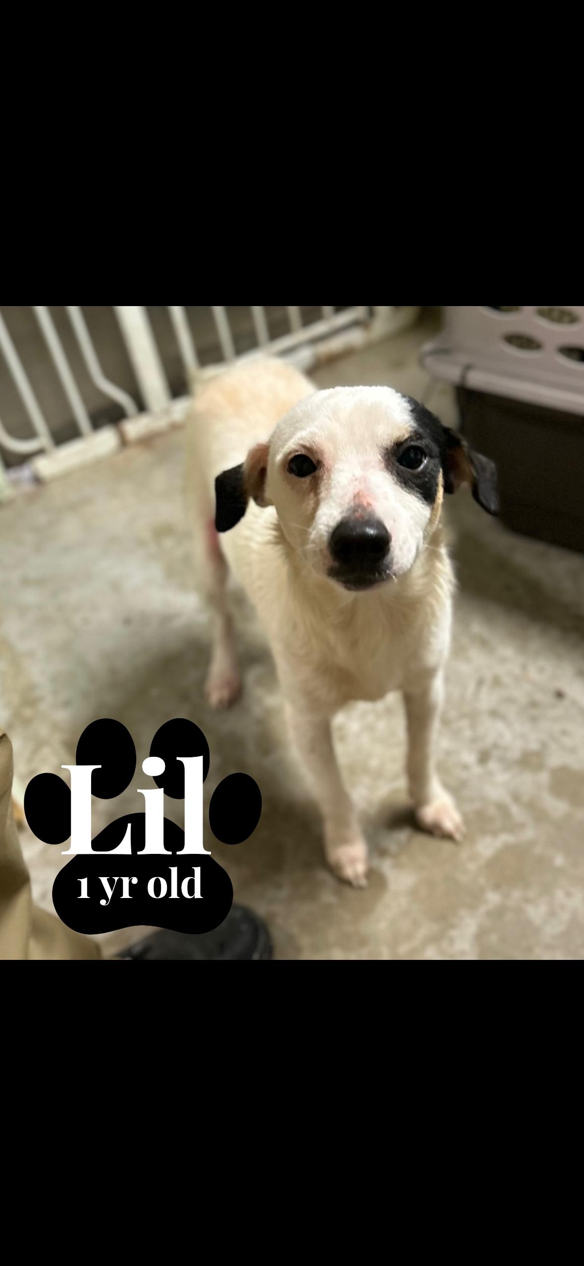 Enlarge Lil & Jill, a Adoptable mixed breed in seaside heights, NJ image 1/3