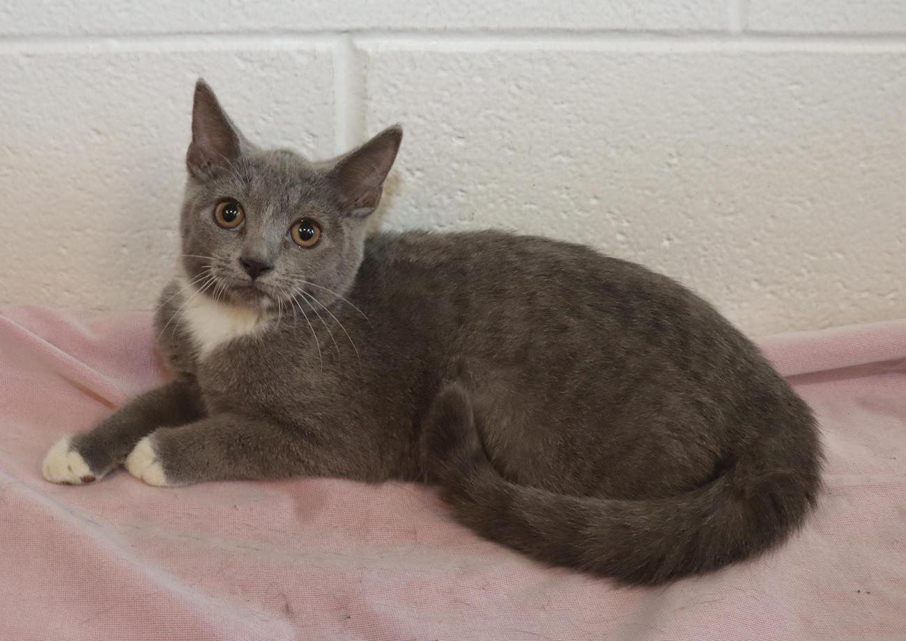 Enlarge Opal, a Adoptable Domestic Short Hair in Euclid, OH image 6/6
