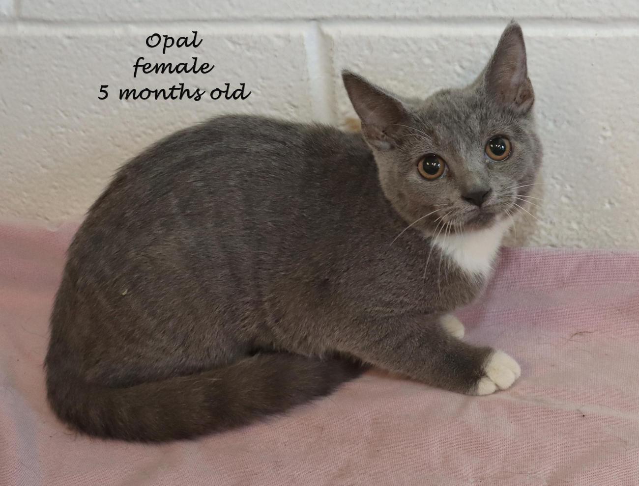 Enlarge Opal, a Adoptable Domestic Short Hair in Euclid, OH image 2/6