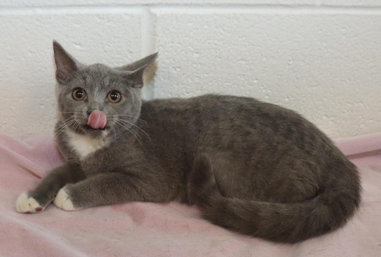 Enlarge Opal, a Adoptable Domestic Short Hair in Euclid, OH image 4/6