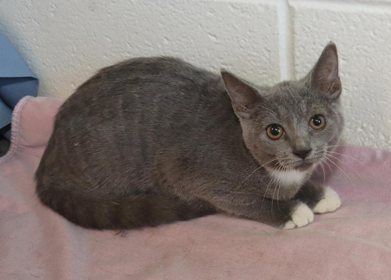 Enlarge Opal, a Adoptable Domestic Short Hair in Euclid, OH image 3/6