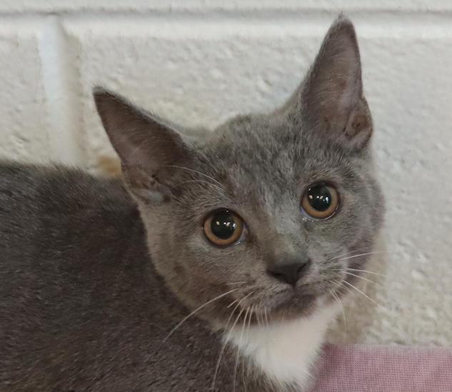 Enlarge Opal, a Adoptable Domestic Short Hair in Euclid, OH image 1/6