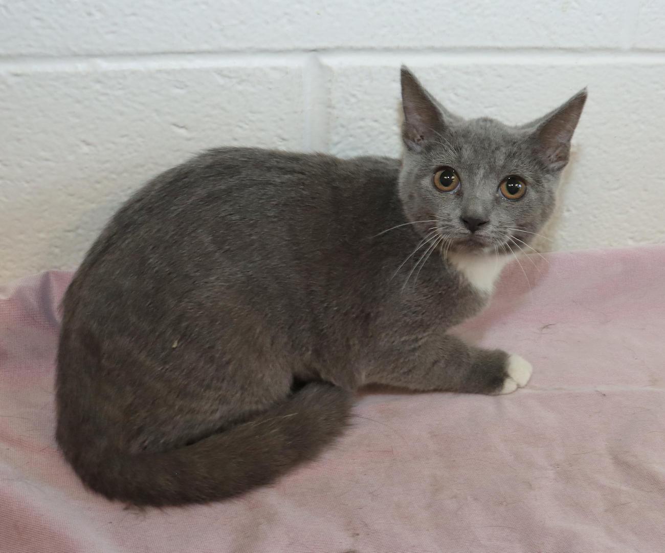 Enlarge Opal, a Adoptable Domestic Short Hair in Euclid, OH image 5/6
