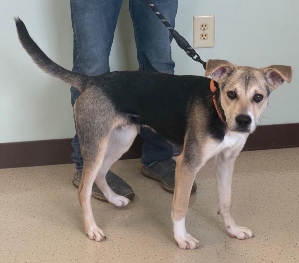 Kermie, an adopted mixed breed in Amery, WI image 3/4