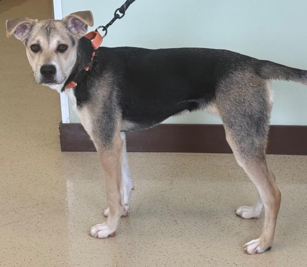 Kermie, an adopted mixed breed in Amery, WI image 4/4