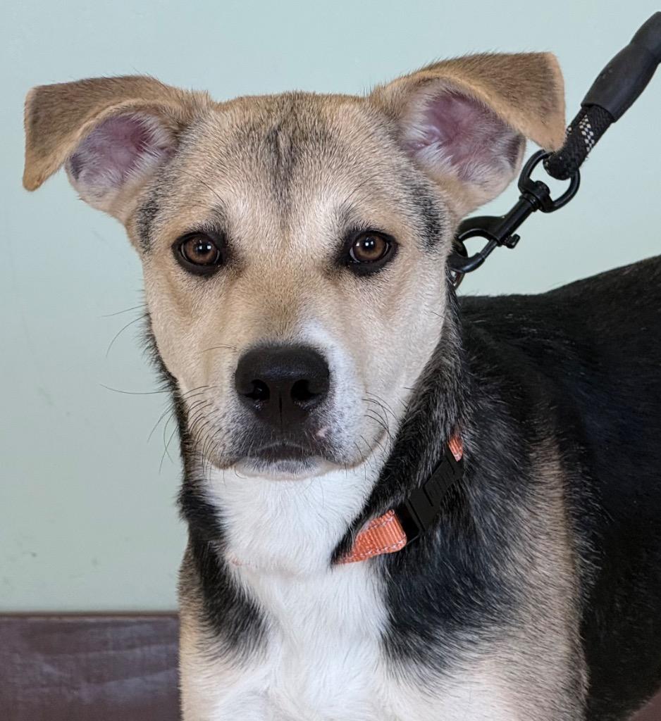Kermie, an adopted mixed breed in Amery, WI image 2/4