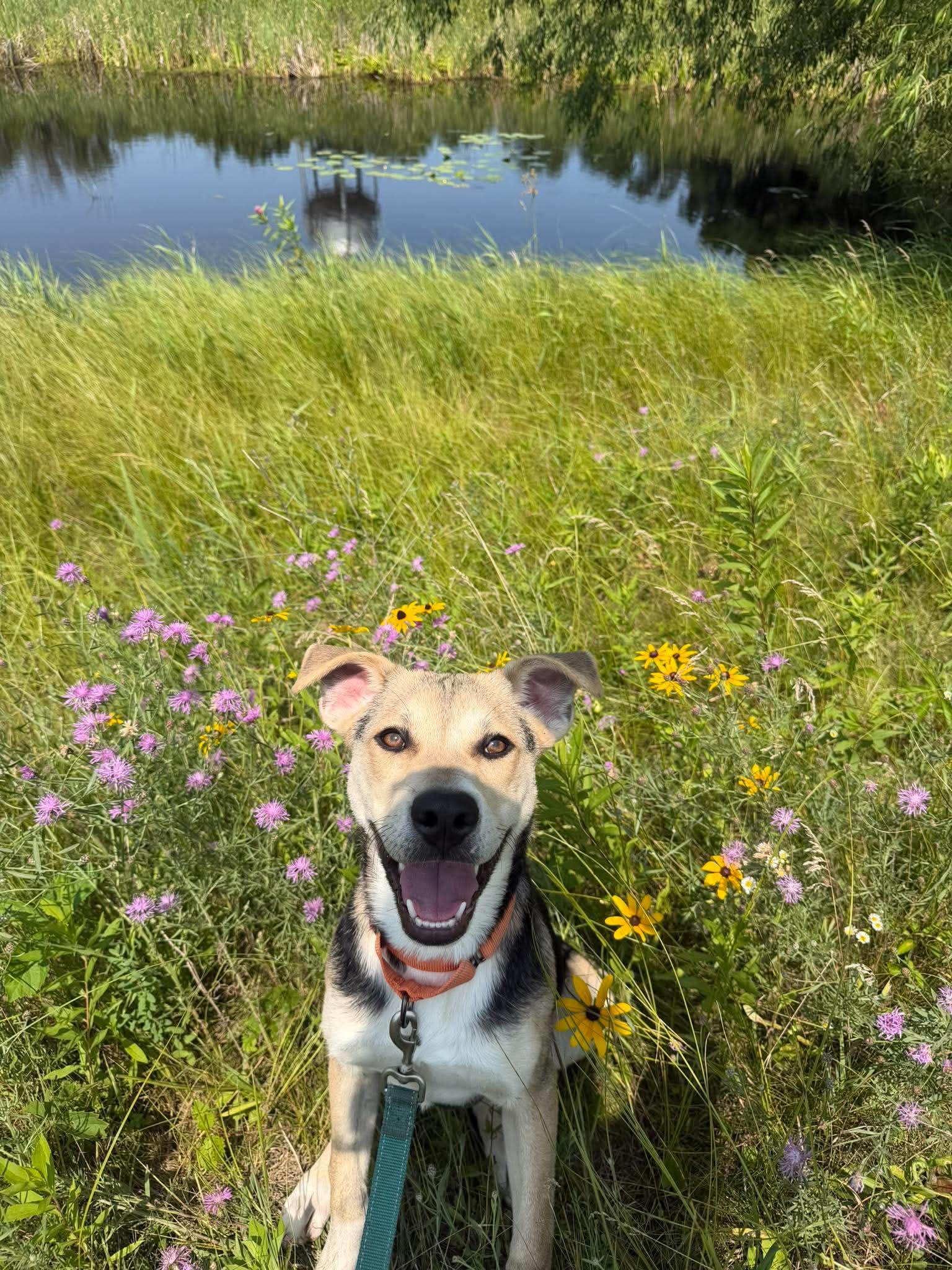 Kermie, an adopted mixed breed in Amery, WI image 1/4