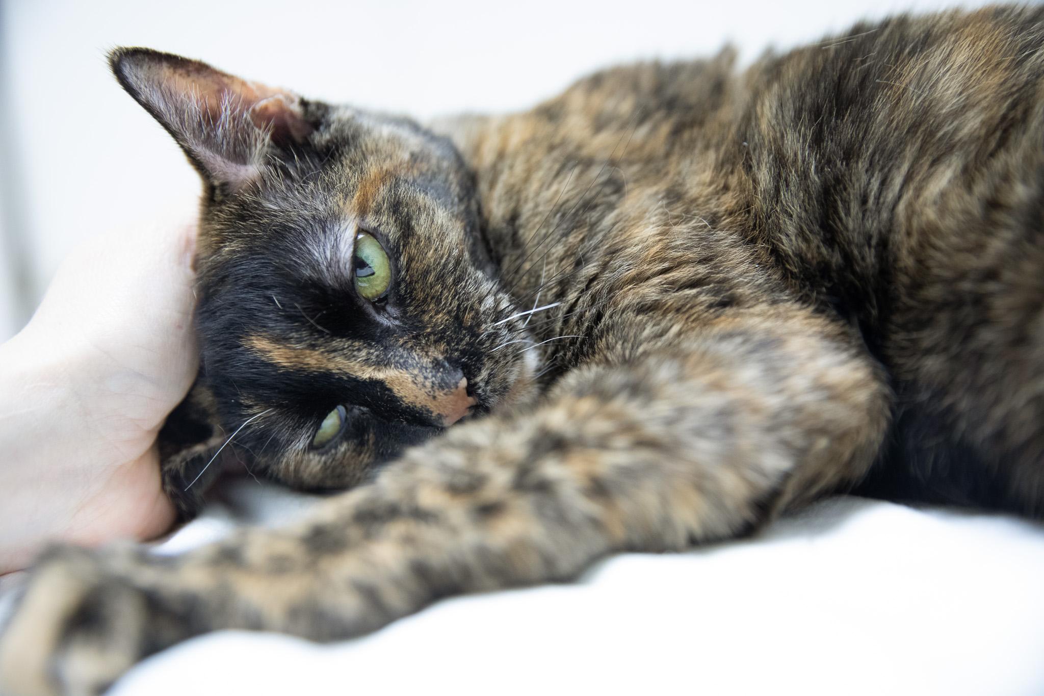 Missy, adopted, Adult Female Domestic Short Hair.