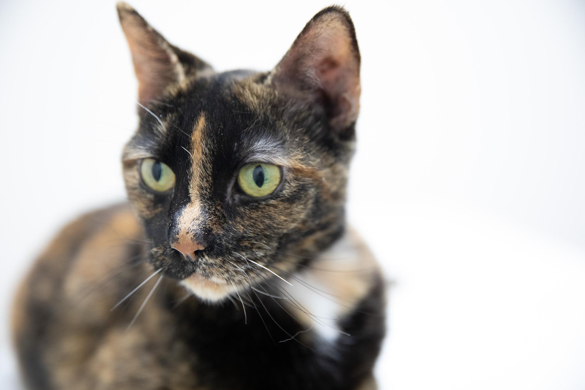 Enlarge Missy, an adopted Domestic Short Hair in Montclair, NJ image 2/5