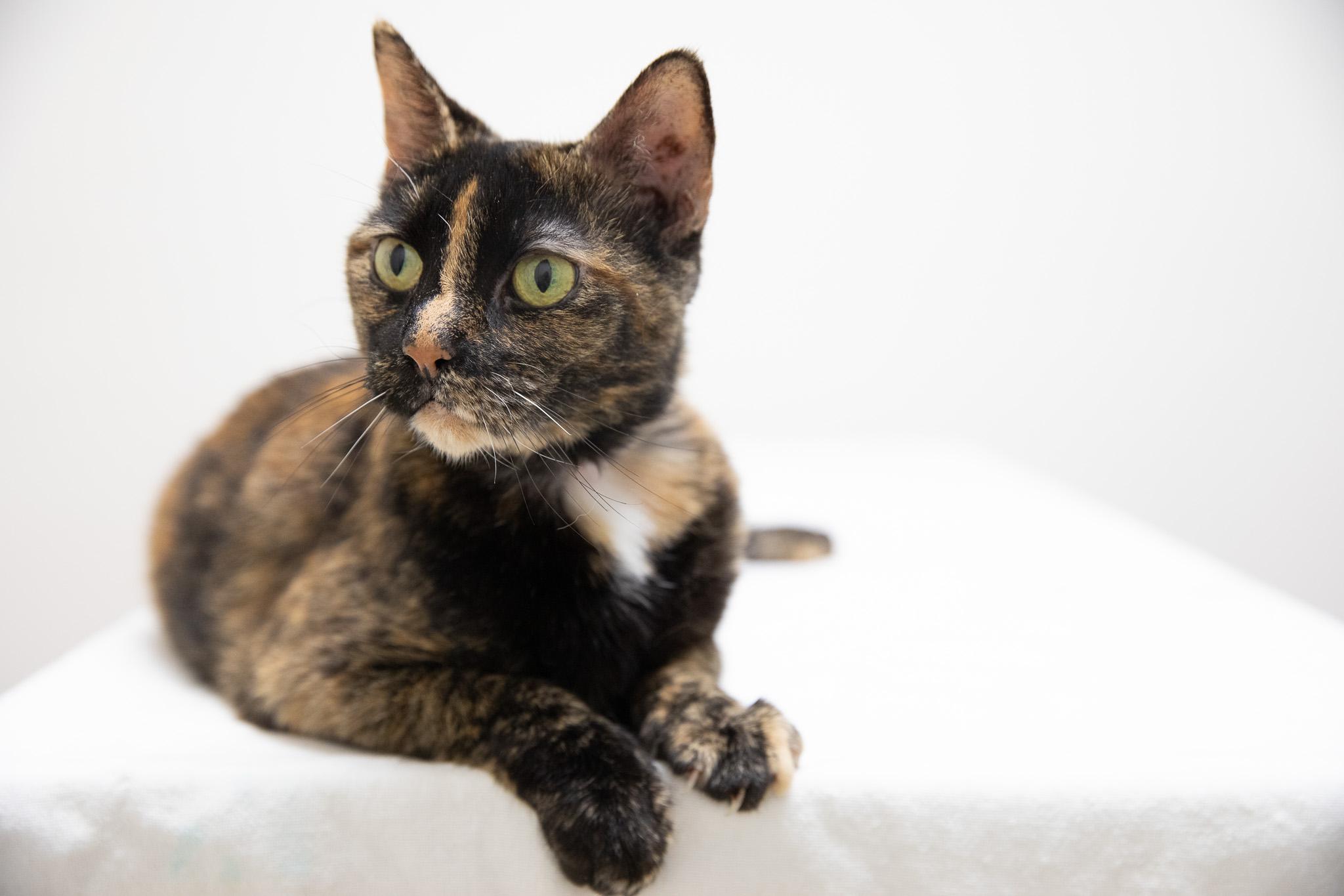 Enlarge Missy, an adopted Domestic Short Hair in Montclair, NJ image 3/5