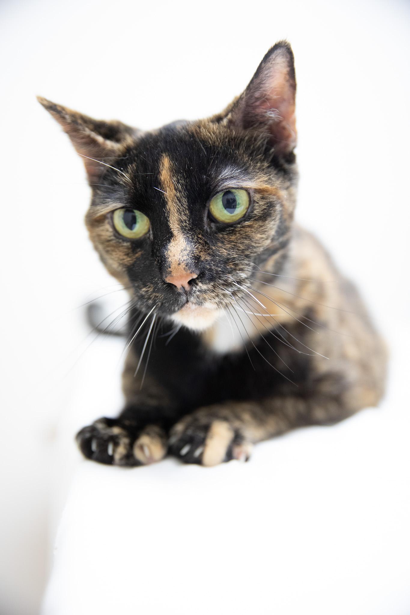 Enlarge Missy, an adopted Domestic Short Hair in Montclair, NJ image 4/5
