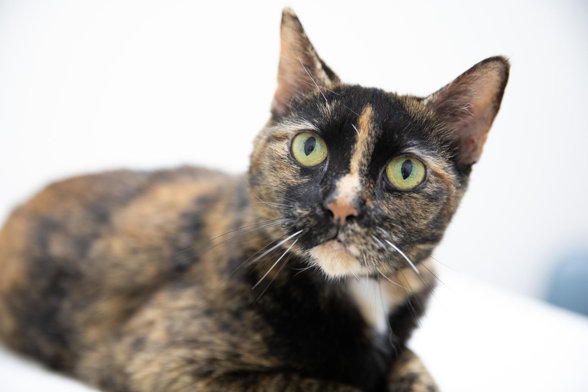 Enlarge Missy, an adopted Domestic Short Hair in Montclair, NJ image 5/5