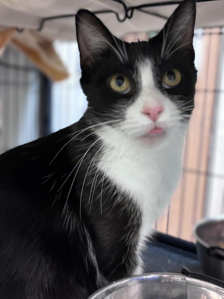 Enlarge Cassie, a Adoptable Domestic Short Hair in Clinton Township, MI image 1/6