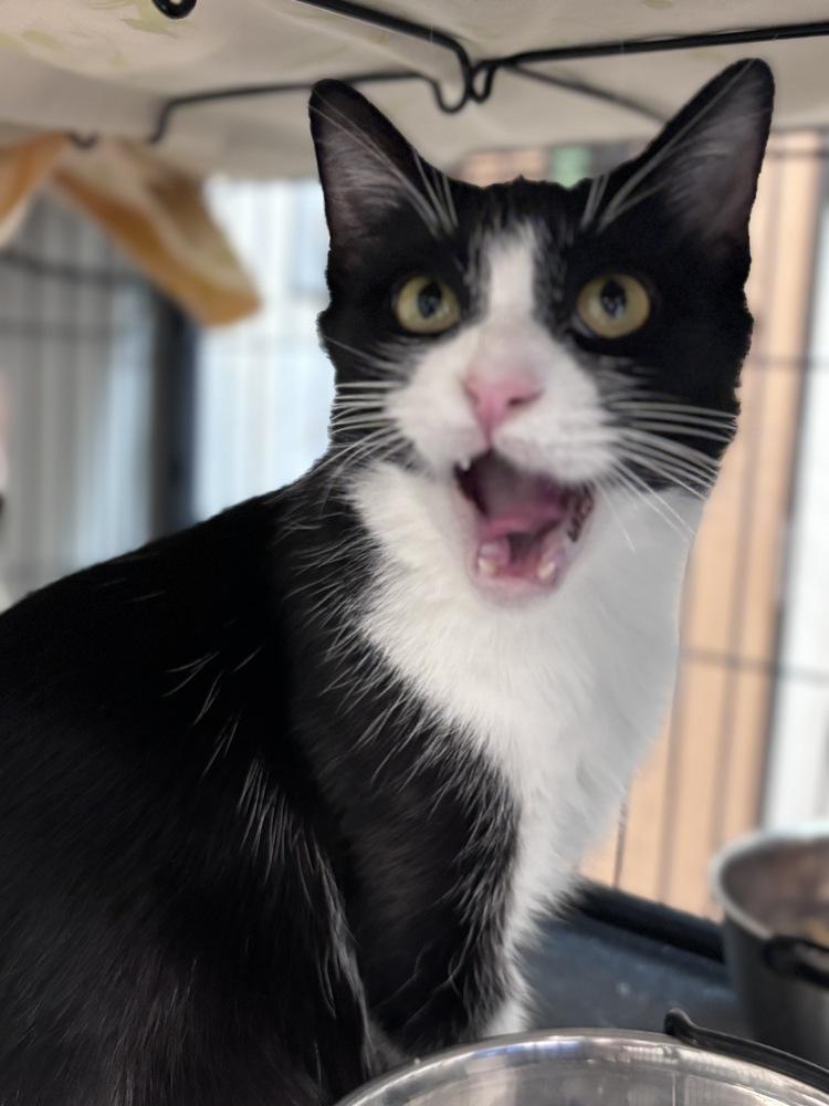 Enlarge Cassie, a Adoptable Domestic Short Hair in Clinton Township, MI image 2/6