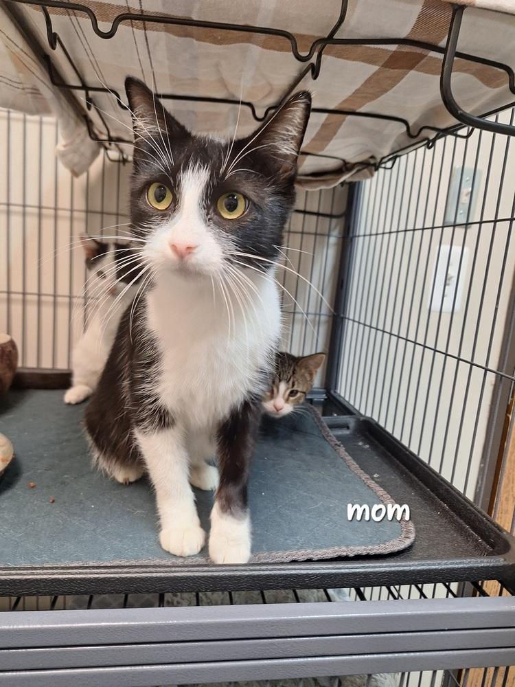 Enlarge Cassie, a Adoptable Domestic Short Hair in Clinton Township, MI image 3/6