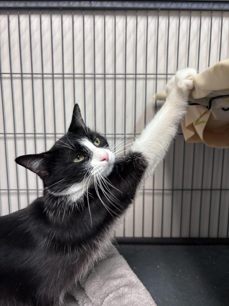 Enlarge Cassie, a Adoptable Domestic Short Hair in Clinton Township, MI image 4/6