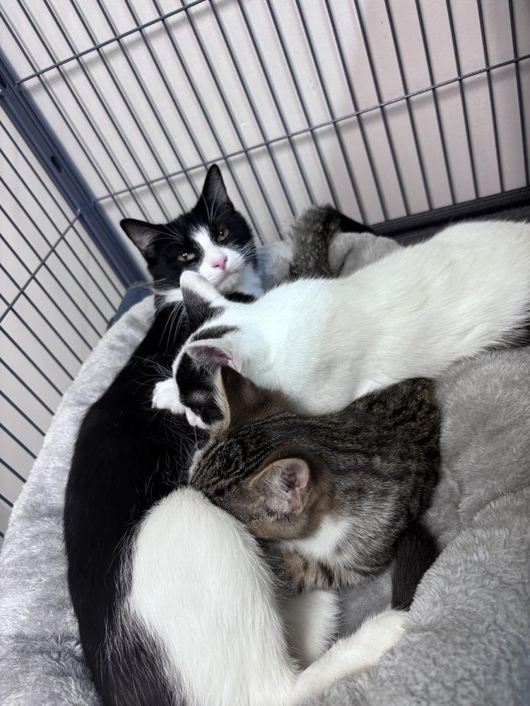 Enlarge Cassie, a Adoptable Domestic Short Hair in Clinton Township, MI image 5/6