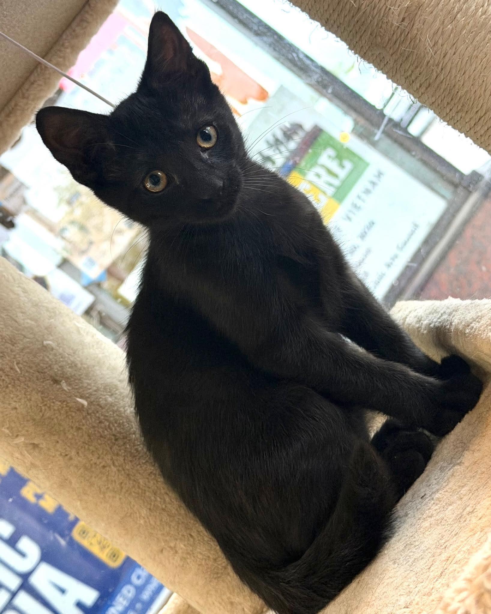 Tully, a ADOPTABLE Domestic Short Hair in East Amherst, NY image 4/6