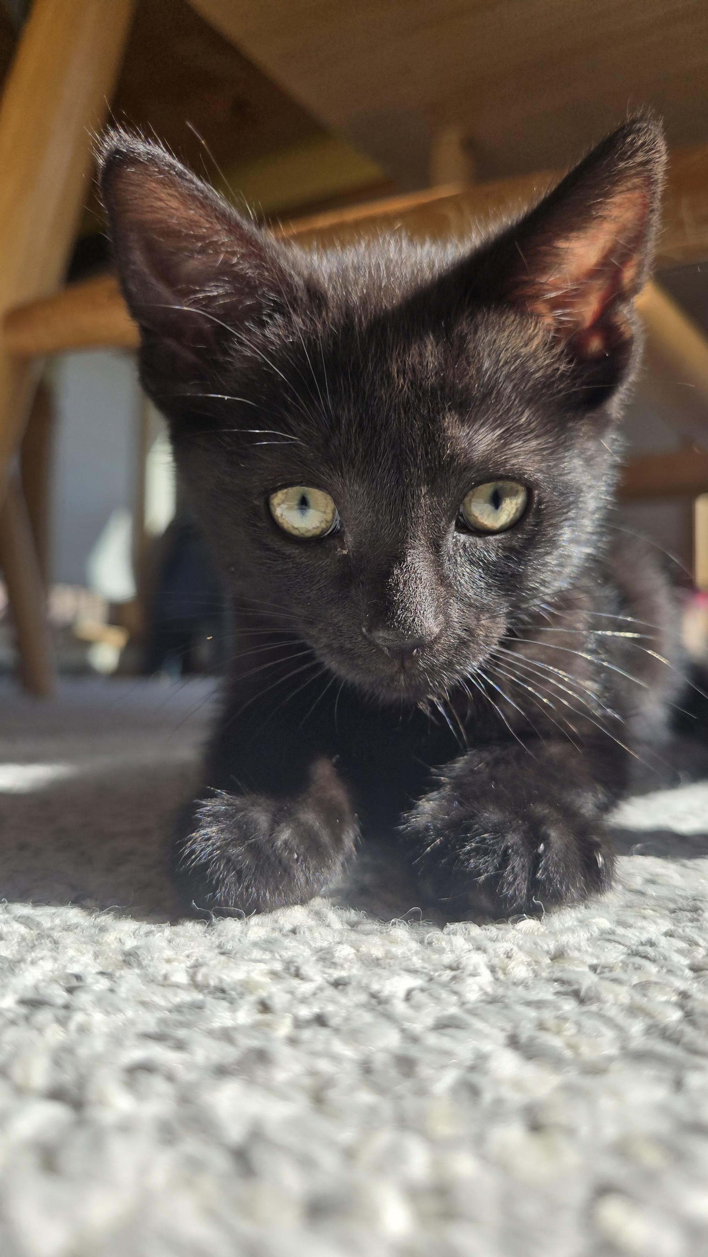 Enlarge Tully, a ADOPTABLE Domestic Short Hair in East Amherst, NY image 4/6