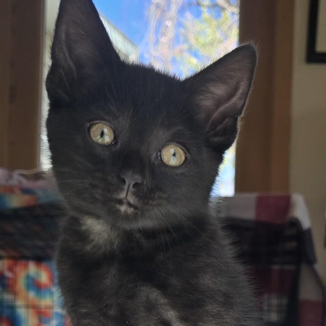 Tully, ADOPTABLE, Kitten Male Domestic Short Hair.
