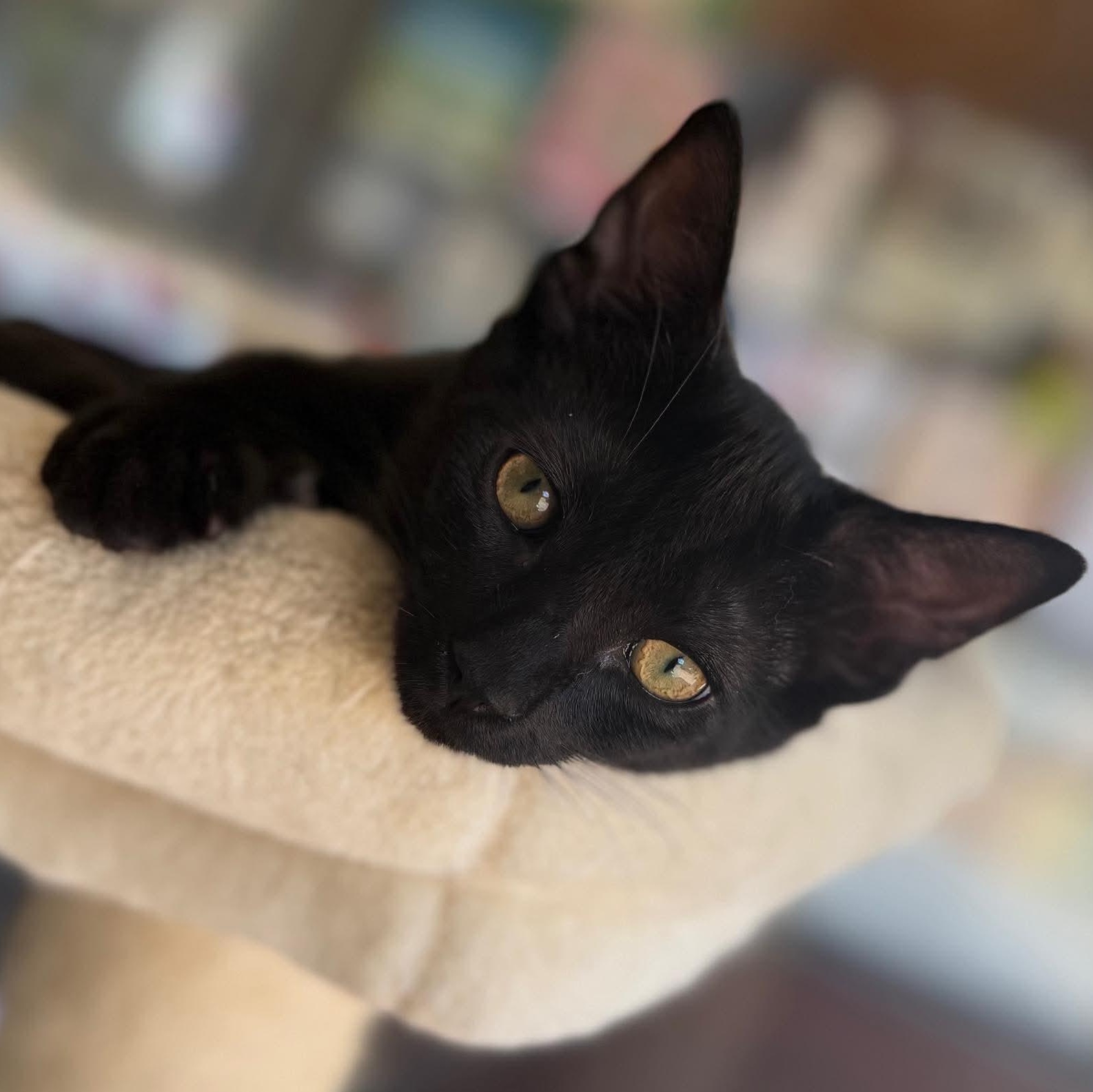 Tully, a ADOPTABLE Domestic Short Hair in East Amherst, NY image 2/6
