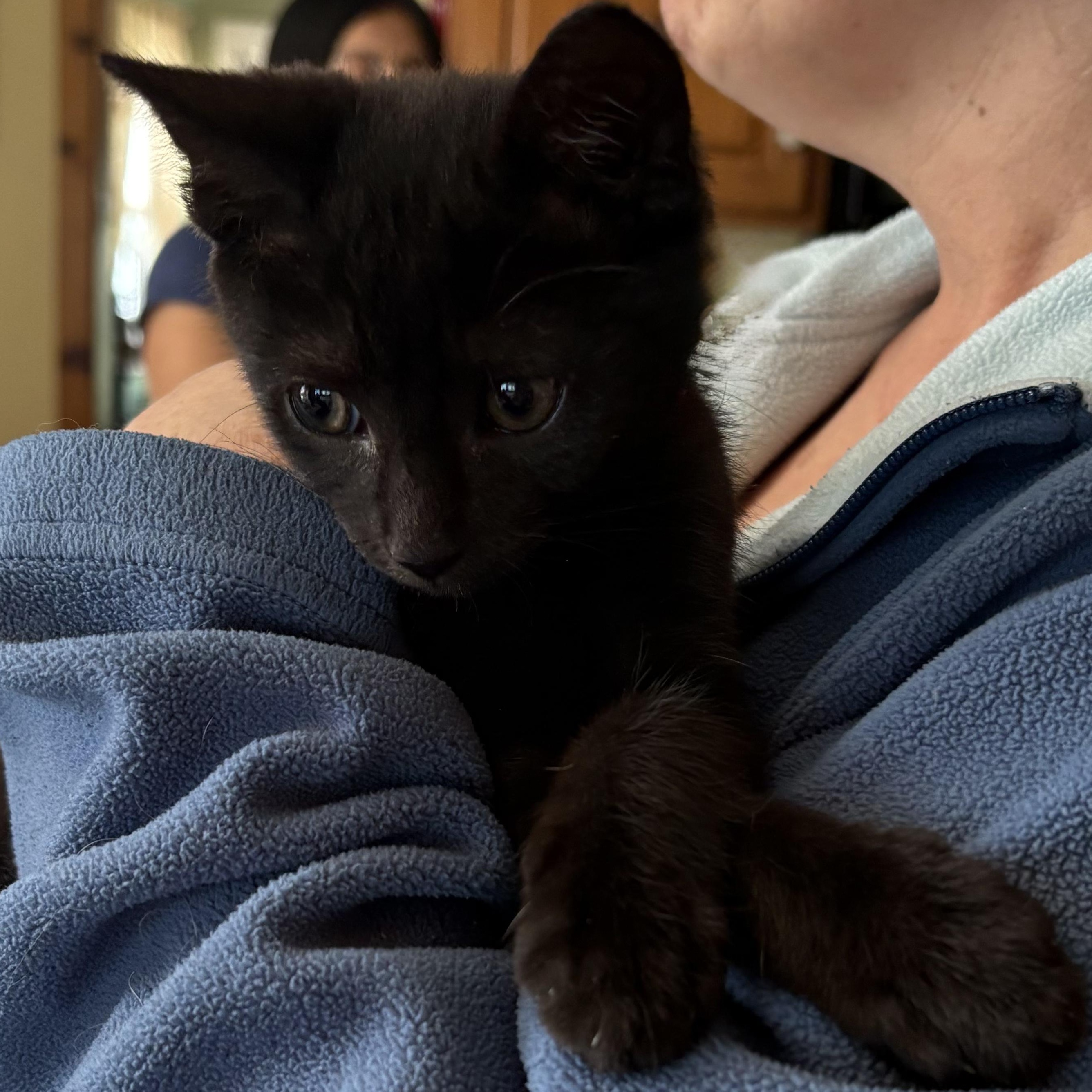Enlarge Tully, a ADOPTABLE Domestic Short Hair in East Amherst, NY image 3/6
