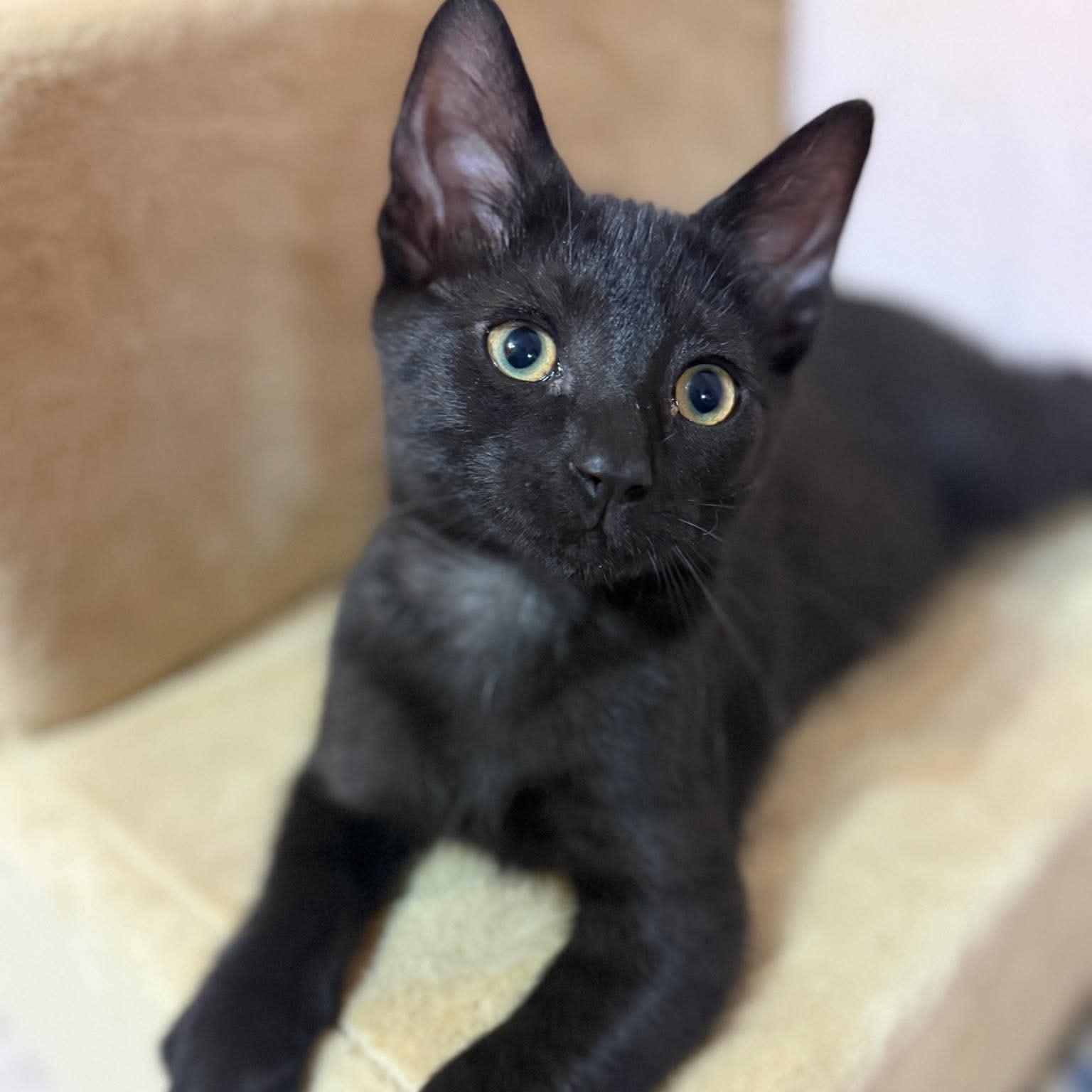 Tully, ADOPTABLE, Kitten Male Domestic Short Hair.