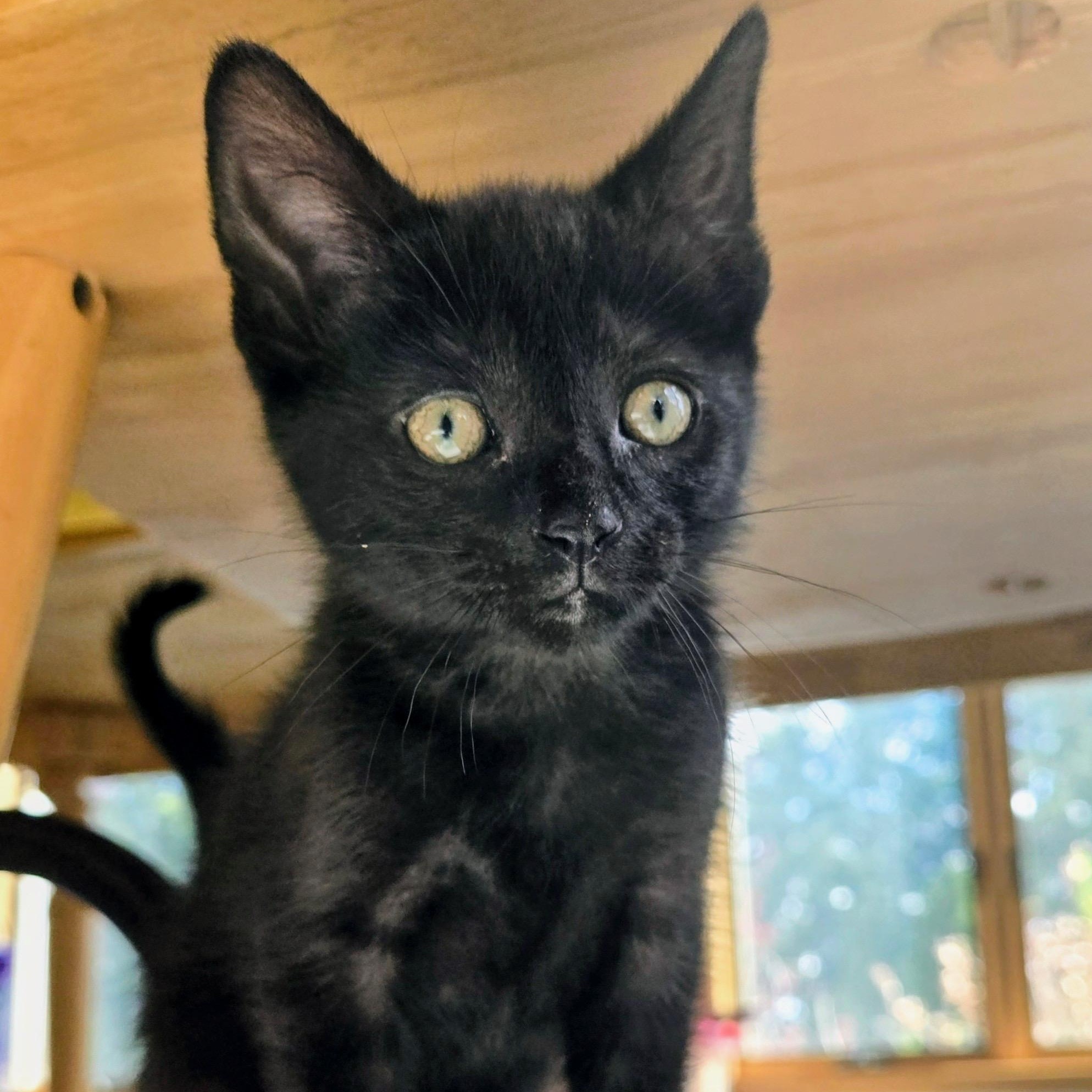 Enlarge Tully, a ADOPTABLE Domestic Short Hair in East Amherst, NY image 2/6