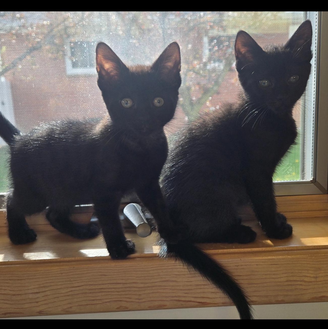 Enlarge Tully, a ADOPTABLE Domestic Short Hair in East Amherst, NY image 6/6
