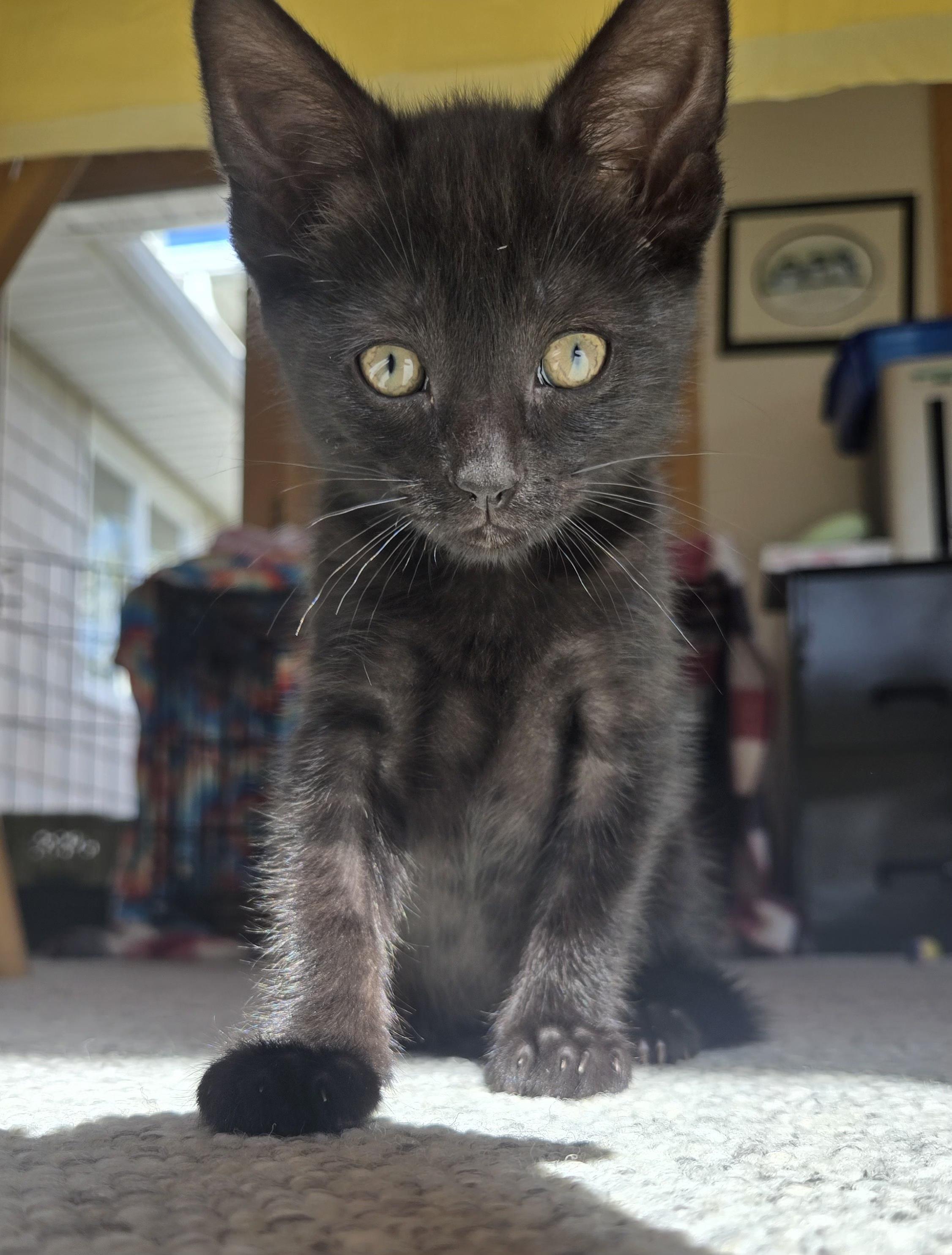 Enlarge Tully, a ADOPTABLE Domestic Short Hair in East Amherst, NY image 5/6