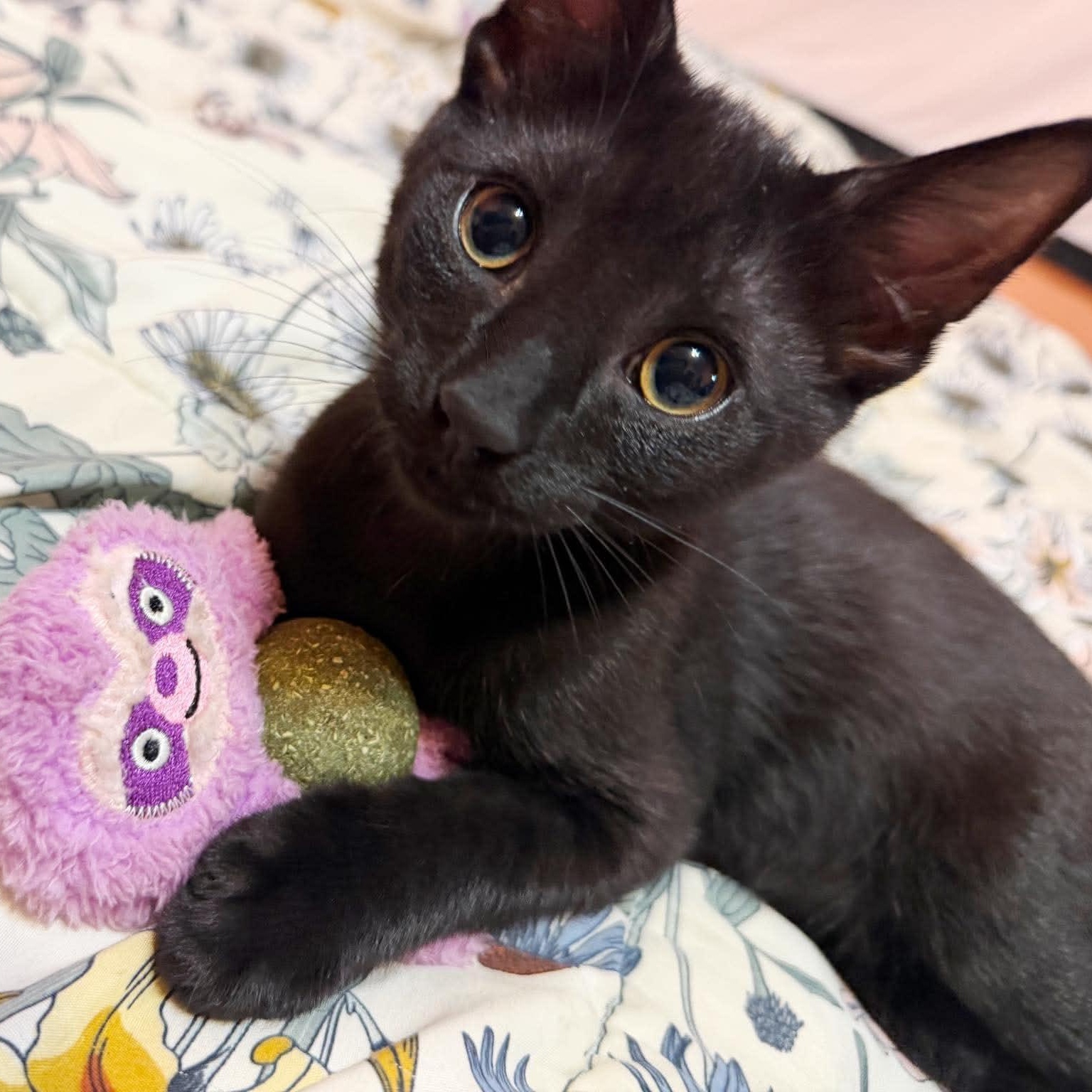 Tully, a ADOPTABLE Domestic Short Hair in East Amherst, NY image 3/6