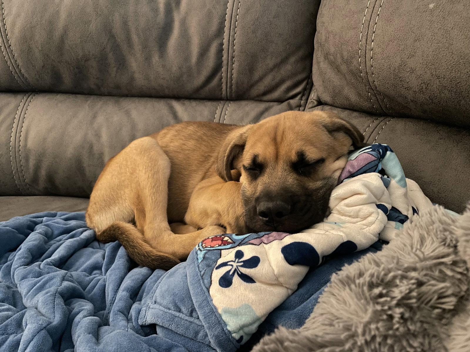 Bentley, Adopted, Young Male Mixed Breed.